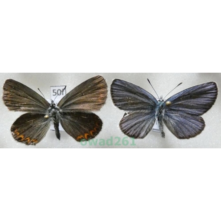 Plebejus argyrognomon (Bergsträsser, 1779) pair Poland50f